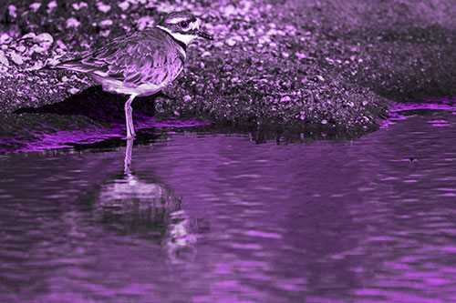 Killdeer Standing Along River Shoreline (Purple Tone Photo)