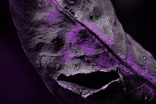 Lacerated Mouth Leaf Face Smirking Among Decay (Purple Tone)