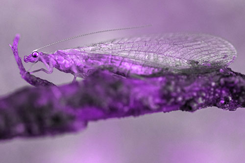 Lacewing Grabs Ahold Twig Branch (Purple Tone)