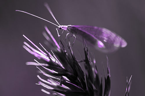 Lacewing Standing Atop Plant Blades (Purple Tone Photo)