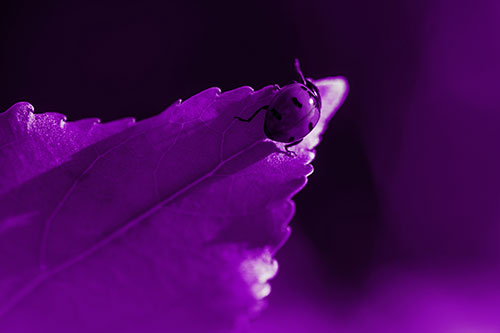 Ladybug Crawling To Top Of Leaf (Purple Tone Photo)