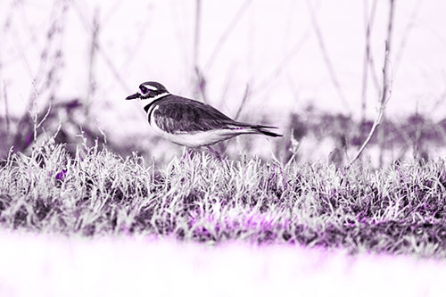 Large Eyed Killdeer Bird Running Along Grass (Purple Tone Photo)
