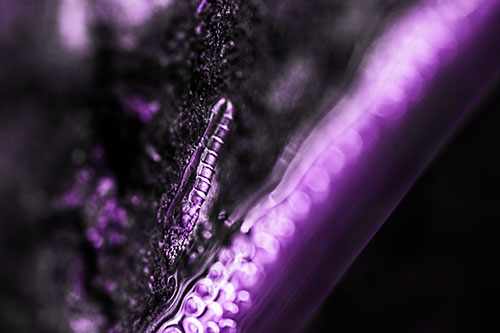 Larva Slithering Along Wet Shore Rock (Purple Tone Photo)