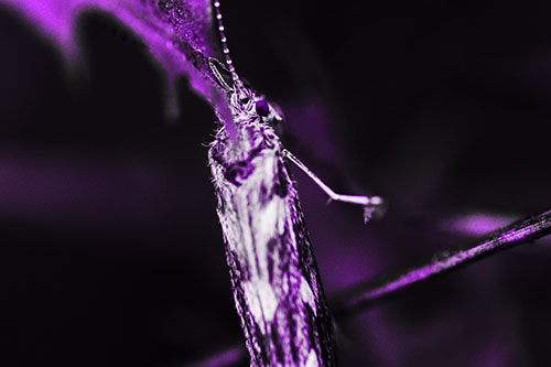Leaf Blotch Miner Moth Grasping Petal (Purple Tone Photo)
