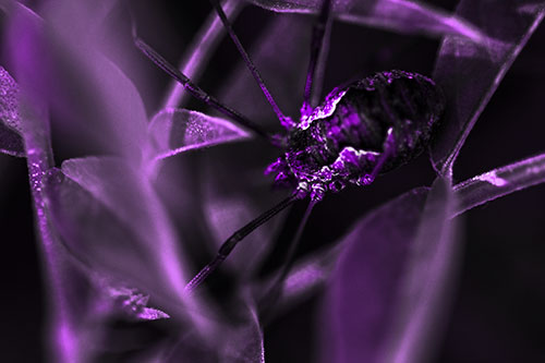 Leaf Perched Harvestmen Daddy Longlegs Spider (Purple Tone Photo)