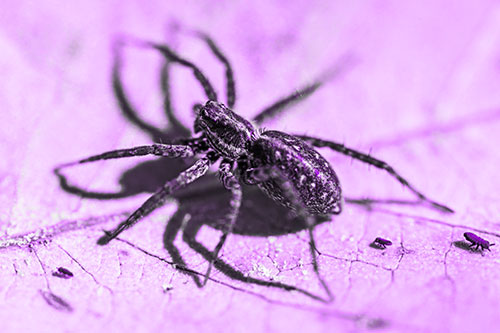 Leaf Perched Wolf Spider Stands Among Water Springtail Poduras (Purple Tone Photo)