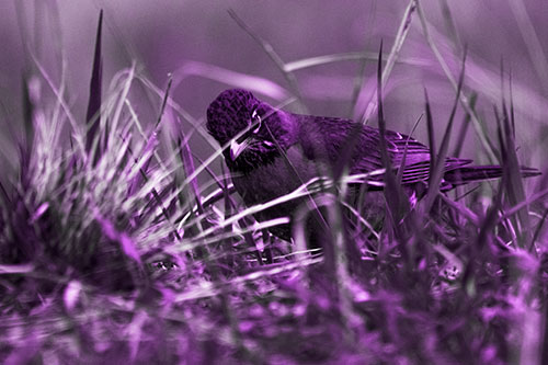 Leaning American Robin Spots Intruder Among Grass (Purple Tone Photo)