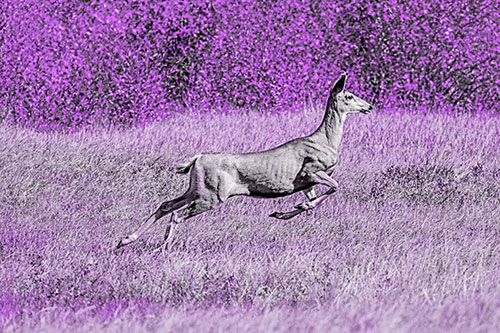 Leaping Mule Deer Running Across Grassland (Purple Tone)