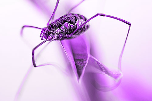 Leg Dangling Harvestmen Spider Sits Atop Leaf Petal (Purple Tone Photo)