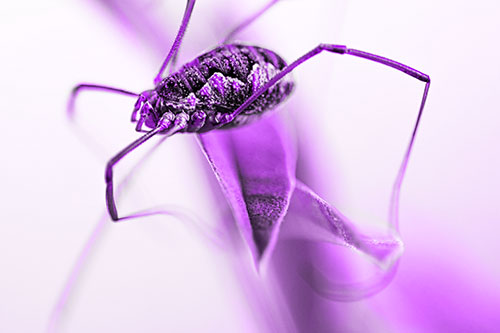 Leg Dangling Harvestmen Spider Sits Atop Leaf Petal (Purple Tone)