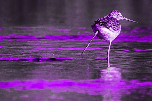 Leg Kicking Greater Yellowlegs Splashing Droplets (Purple Tone Photo)