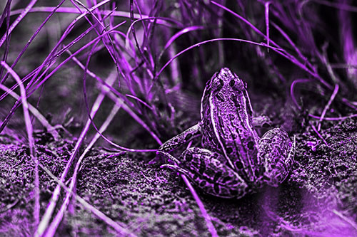 Leopard Frog Sitting Among Twisting Grass (Purple Tone Photo)
