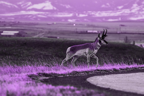 Lone Pronghorn Wanders Up Grassy Hillside (Purple Tone Photo)