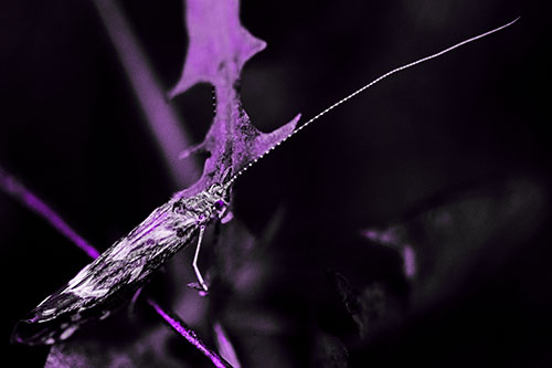 Long Antenna Leaf Blotch Miner Moth Sitting Atop Plant (Purple Tone Photo)