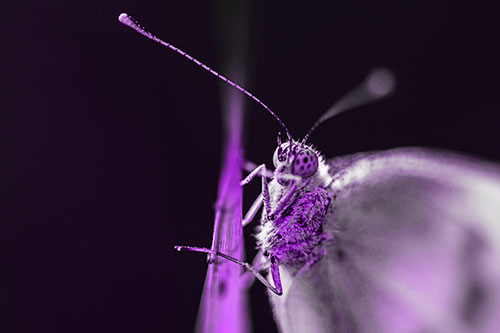 Long Antenna Wood White Butterfly Grasping Grass Blade (Purple Tone Photo)
