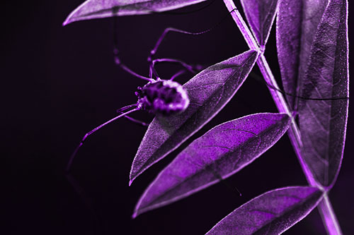 Long Legged Harvestmen Spider Clinging Onto Leaf Petal (Purple Tone Photo)
