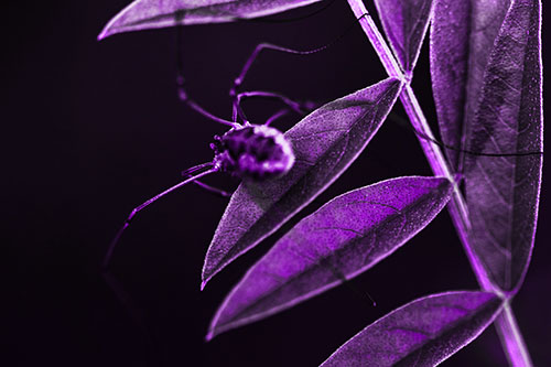Long Legged Harvestmen Spider Clinging Onto Leaf Petal (Purple Tone)