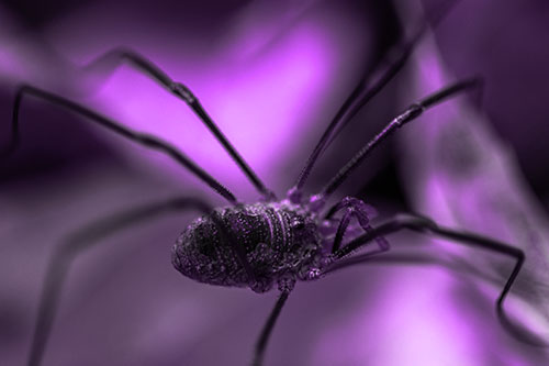 Long Legged Harvestmen Spider Crawling Over Leaf (Purple Tone Photo)
