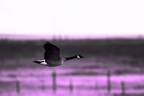 Low Flying Canadian Goose (Purple Tone Photo)