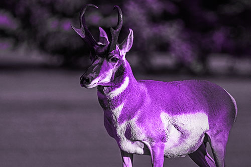 Male Pronghorn Keeping Watch Over Herd (Purple Tone Photo)