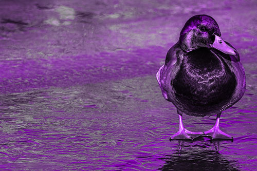 Mallard Duck Enjoying Sunshine Among Icy River Water (Purple Tone Photo)