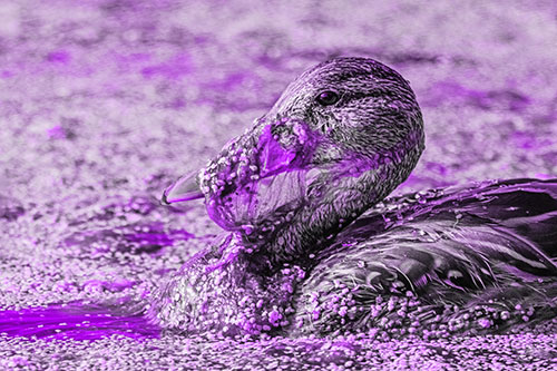 Mallard Duck Entangled In Algae (Purple Tone)