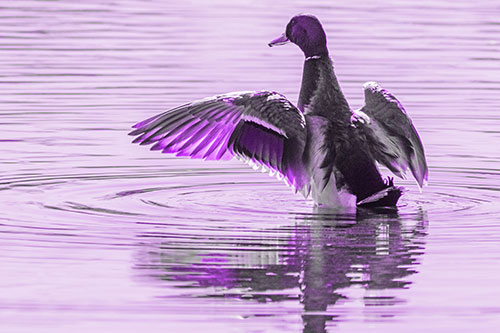 Mallard Duck Flaps Illuminated Wings Among Lake (Purple Tone)