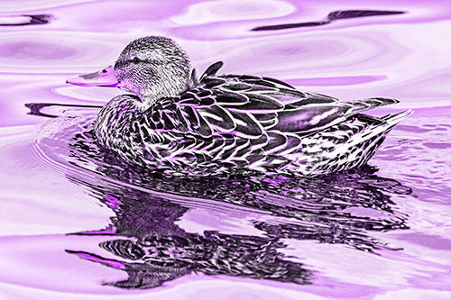 Mallard Duck Floats Among Swirling Water (Purple Tone)
