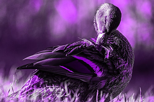 Mallard Duck Grooming Feathered Back (Purple Tone Photo)