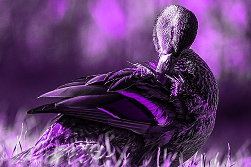 Mallard Duck Grooming Feathered Back (Purple Tone)