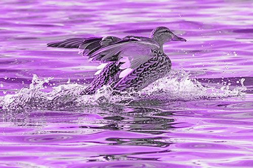 Mallard Duck Makes Splash Landing Atop Lake (Purple Tone)