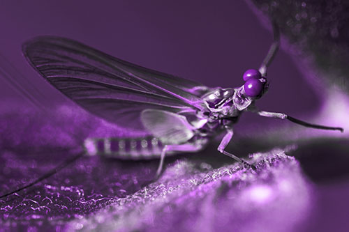 Mayfly Reaches Towards Plant Stem (Purple Tone)