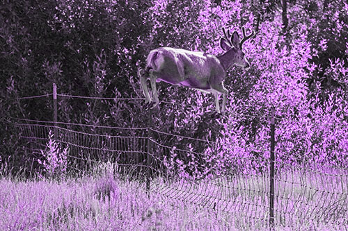 Midair Soaring Mule Deer Flying Over Fence (Purple Tone)