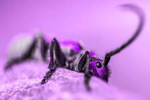 Milkweed Beetle Hiding Behind Leaf Petal (Purple Tone)