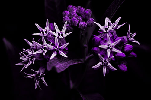 Milkweed Flower Buds Blossoming (Purple Tone Photo)