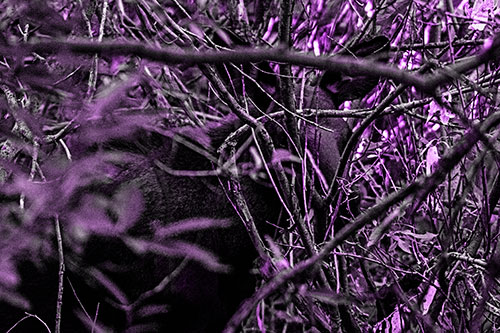 Moose Hidden Behind Tree Branches (Purple Tone Photo)