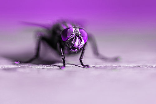 Morbid Open Mouthed Cluster Fly (Purple Tone Photo)