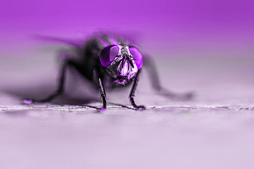 Morbid Open Mouthed Cluster Fly (Purple Tone)