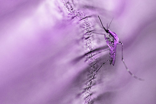 Mosquito Stretches Leg Among Wood (Purple Tone)