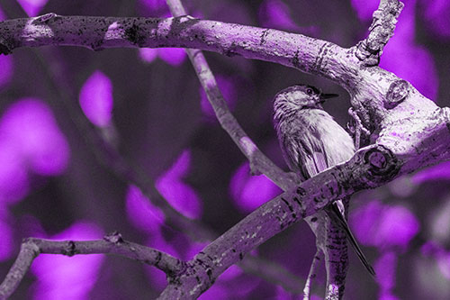 Mountain Chicadee Clamps Onto Bending Tree Branch (Purple Tone)