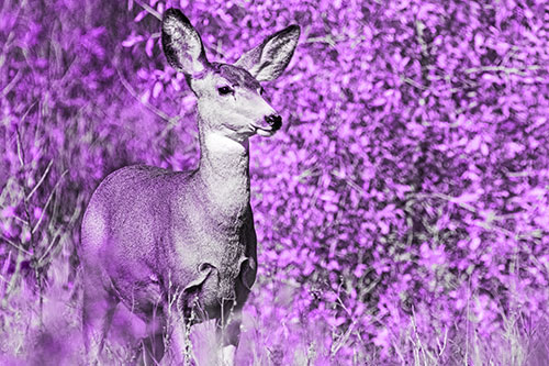 Mule Deer Gazes Across Landscape Horizon (Purple Tone)