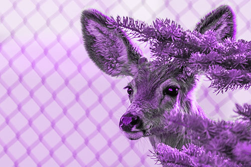 Mule Deer Peeking Head Around Pine Tree (Purple Tone Photo)