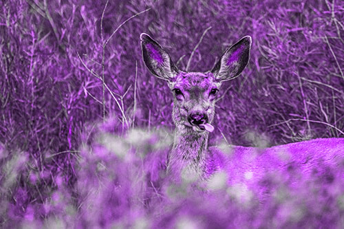 Mule Deer Sticking Tongue Out Sideways (Purple Tone)