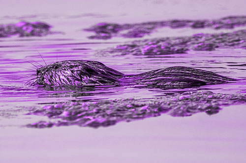 Muskrat Swimming Among Floating Algae (Purple Tone)