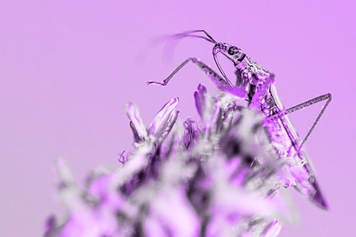 Nabis Lineatus Crawling Atop Plantago (Purple Tone)