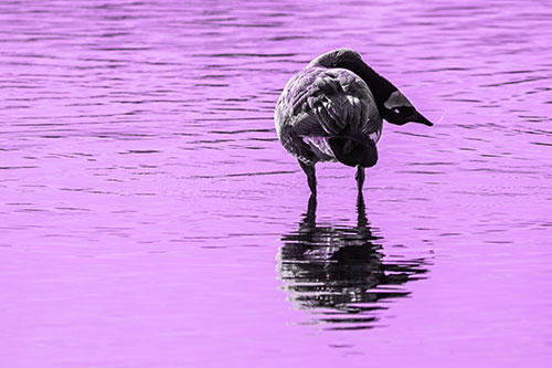 Neck Contorting Canadian Goose Grooming Among Shallow Water (Purple Tone)