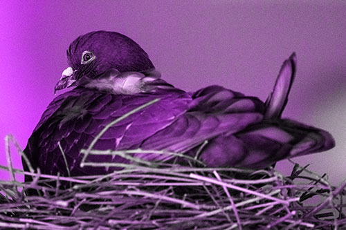 Nesting Pigeon Keeping Watch (Purple Tone Photo)