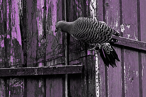 Northern Flicker Woodpecker Climbing Across Birdhouse (Purple Tone Photo)