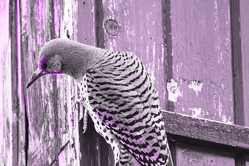 Northern Flicker Woodpecker Peeking Around Birdhouse (Purple Tone Photo)
