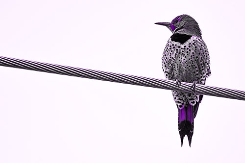 Northern Flicker Woodpecker Perched Atop Steel Wire (Purple Tone Photo)